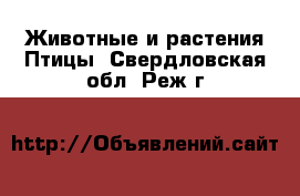 Животные и растения Птицы. Свердловская обл.,Реж г.